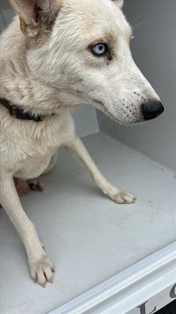Photo of A662013, adoptable Siberian Husky in Houston, Texas