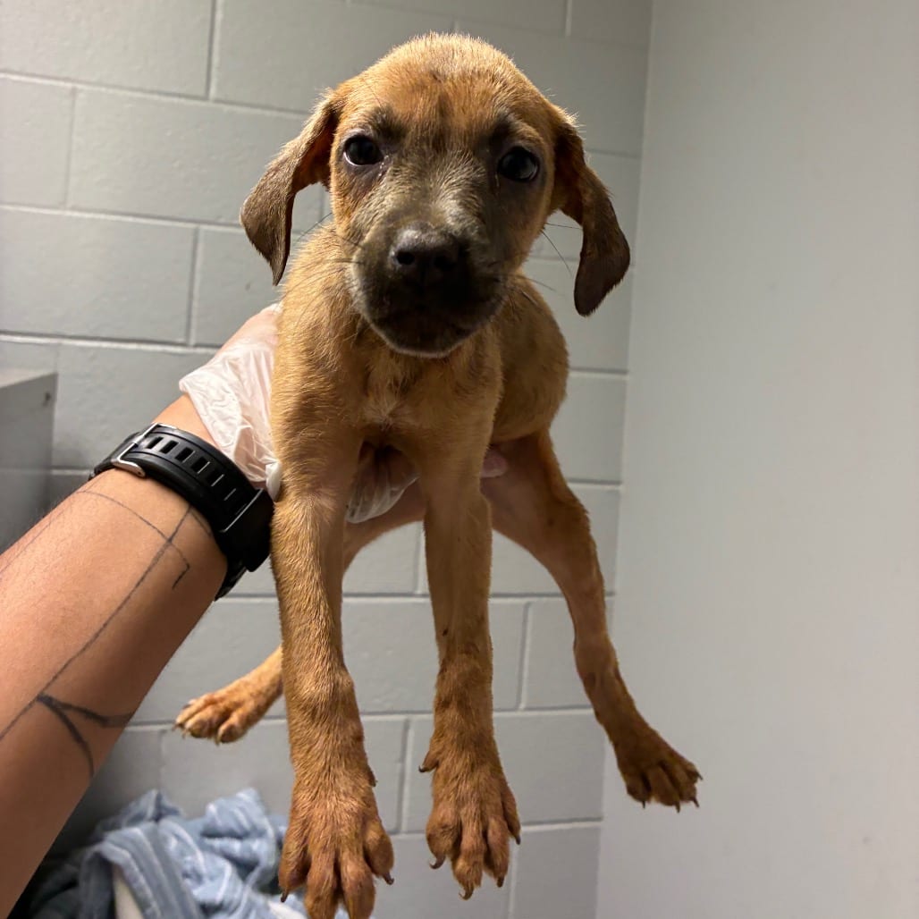 Photo of Honda, adoptable Mixed Breed (Small) in Chattanooga, Tennessee