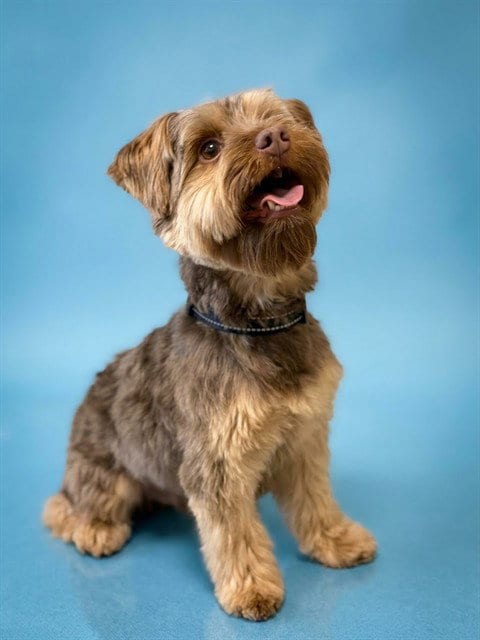 Photo of Rocky, adoptable Yorkshire Terrier Yorkie in Miami, Florida
