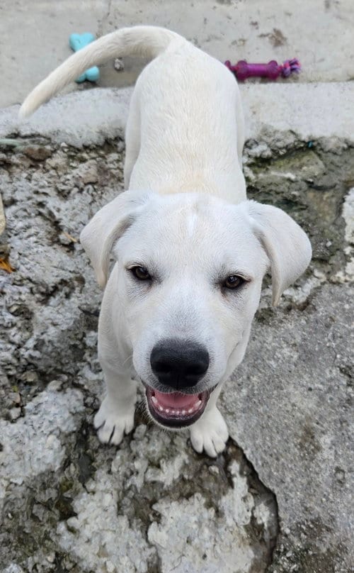 Photo of Ichabod, adoptable Labrador Retriever in Tracy City, Tennessee