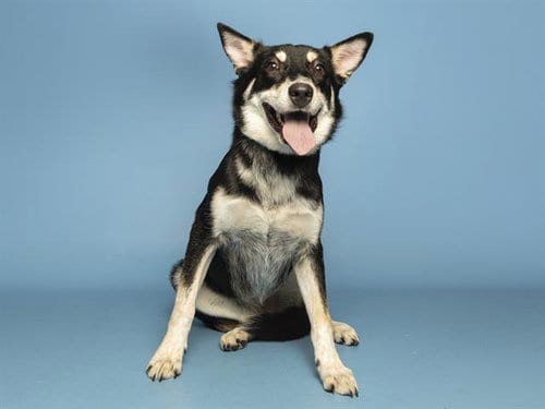Photo of Ducky, adoptable Shiba Inu in Phoenix, Arizona