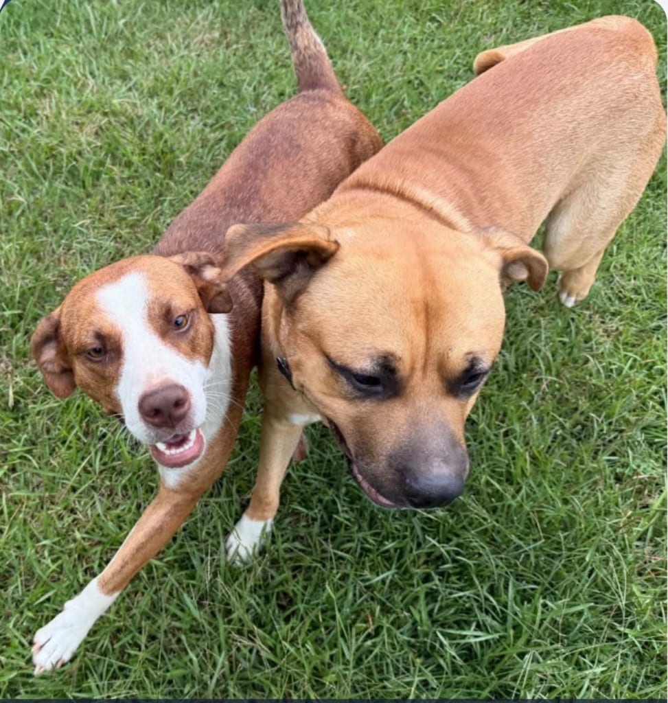 Photo of Sassie, adoptable Hound in Bloomfield, Connecticut