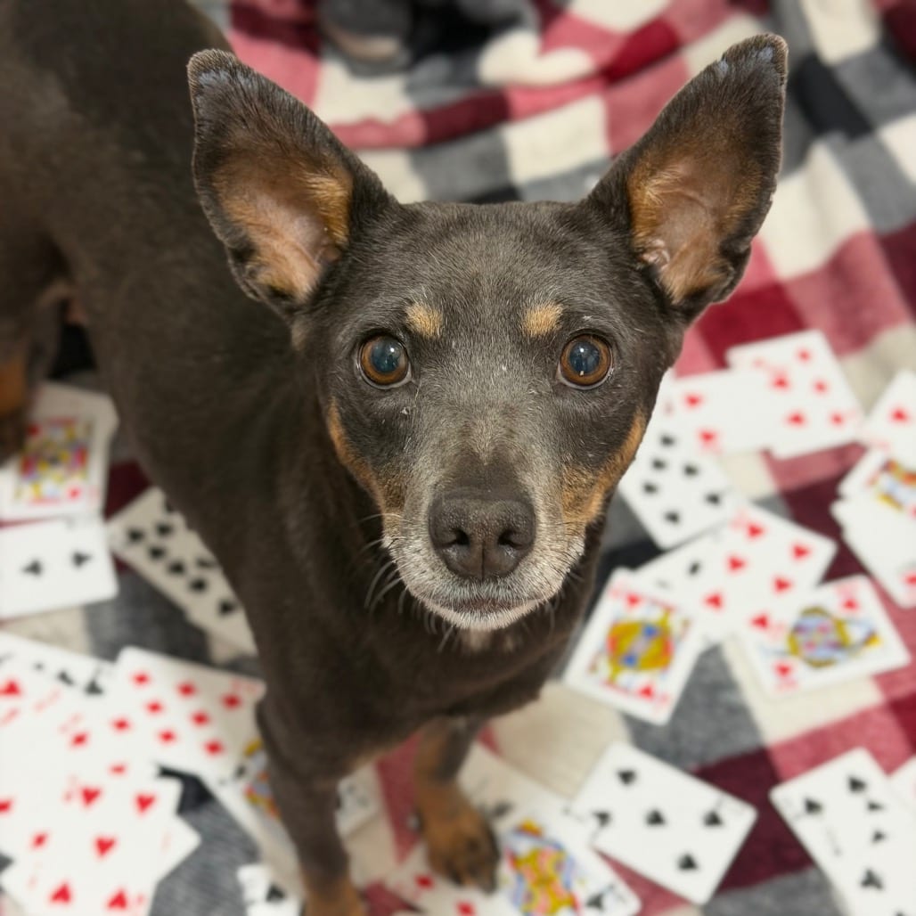 Photo of Rummy, adoptable Pinscher, Miniature / None in Kanab, Utah