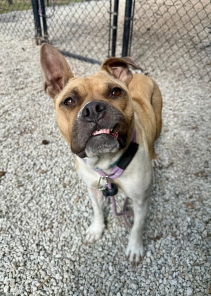 Photo of Lantern, adoptable dog in Chamblee, Georgia