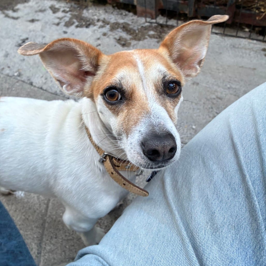 Photo of Petunia, adoptable Mixed Breed (Small) in San Francisco, California