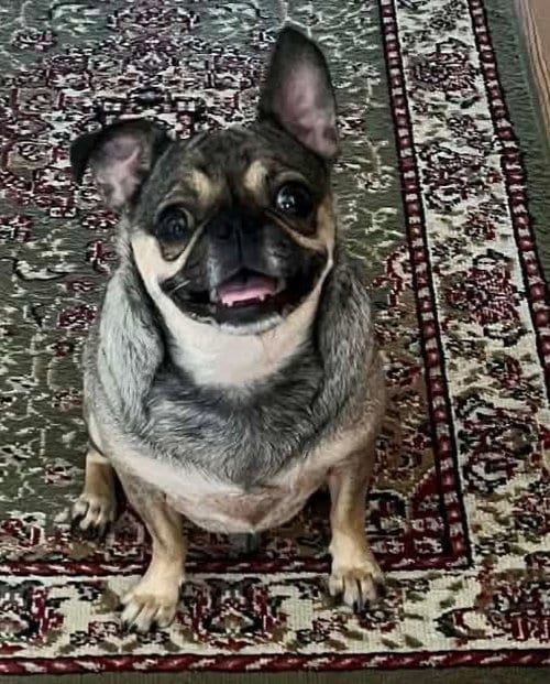 Photo of Pugsly, adoptable Pug in Smithfield, Pennsylvania