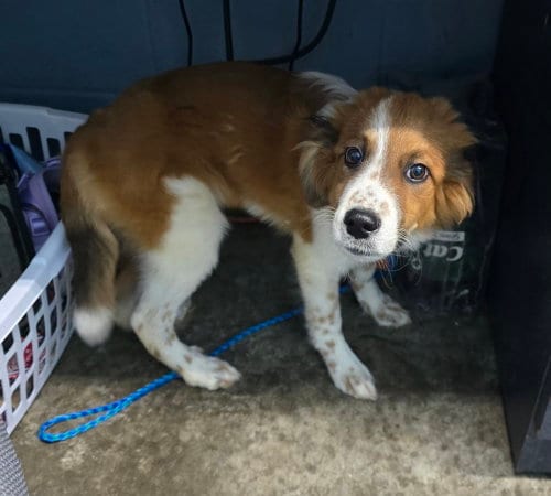 Photo of Sorgho, adoptable Australian Shepherd in Evansville, Indiana