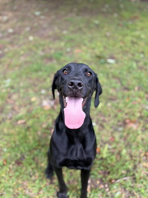 Photo of Beau, adoptable Labrador Retriever in Willingboro, New Jersey