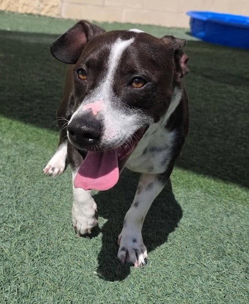 Photo of Cooper, adoptable Pit Bull Terrier in Rockwall, Texas