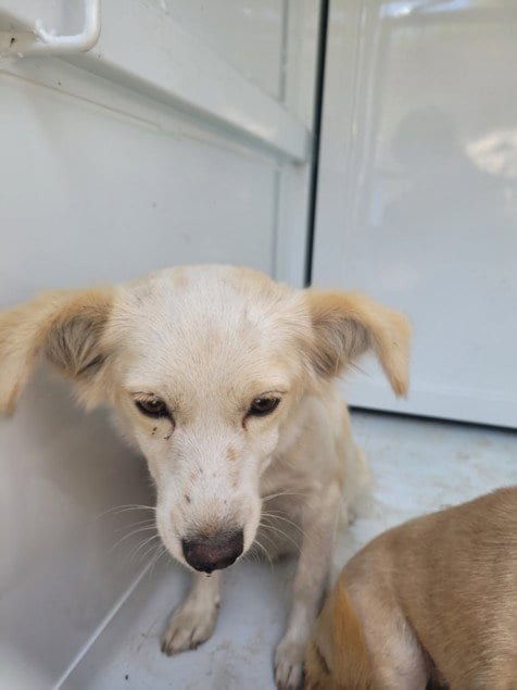 Photo of Roxanne, adoptable Chihuahua in San Pedro, California