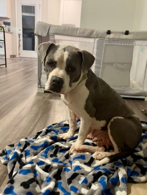 Photo of Trixie - Candy litter Mom, adoptable American Staffordshire Terrier in Holly Springs, North Carolina