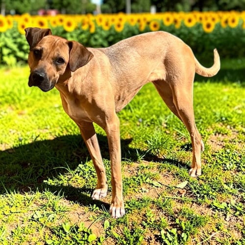 Photo of Clara, adoptable Black Mouth Cur in Lexington, South Carolina