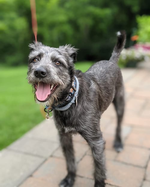 Photo of Charlie, adoptable Poodle (Standard) in Elmsford, New York