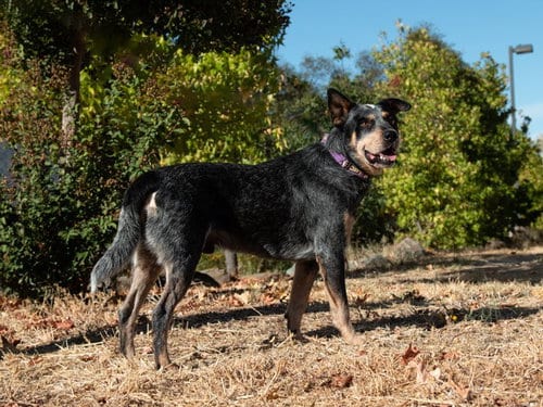 Photo of Roscoe, adoptable Queensland Heeler in San Andreas, California