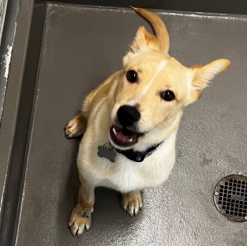Photo of Cindy, adoptable Unknown breed in Rancho Santa Fe, California