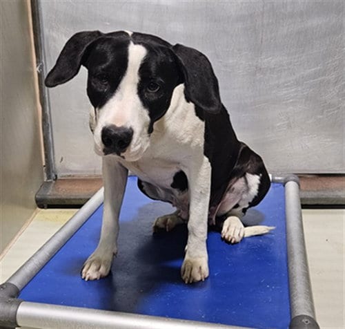 Photo of Indiana, adoptable Pit Bull Terrier in Bakersfield, California