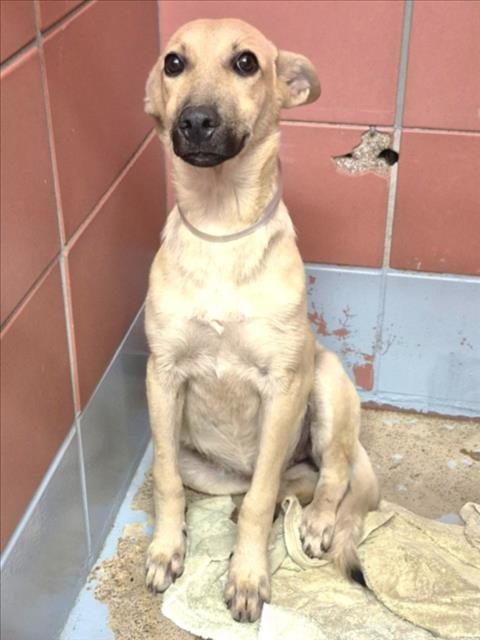 Photo of Blondie, adoptable Labrador Retriever in Houston, Texas