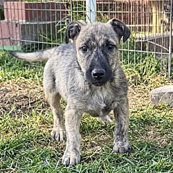 Photo of Jace, adoptable Terrier (Unknown Type, Medium) Mixed Breed (Medium) in Dumont, New Jersey