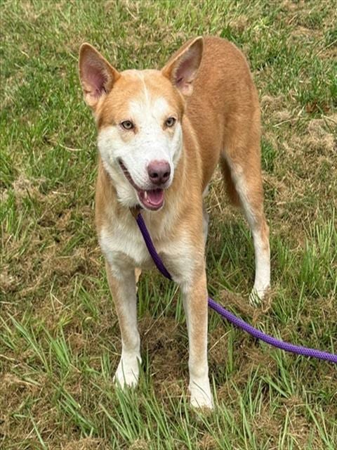 Photo of Gary, adoptable Siberian Husky in Conroe, Texas