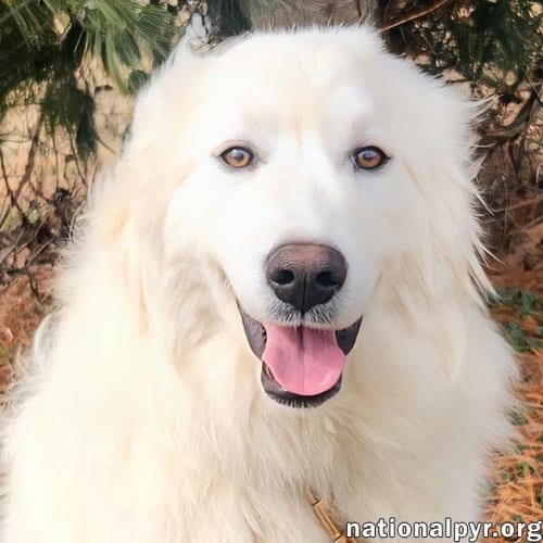 Photo of Kami in KY - Sweet & Playful, adoptable Great Pyrenees in Beacon, New York