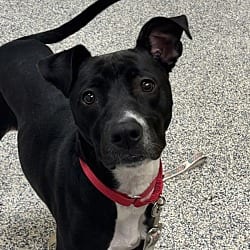 Photo of Ruby, adoptable American Pit Bull Terrier in Golden, Colorado