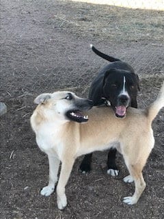 Photo of Hutla, adoptable Belgian Shepherd Malinois in westminster, Colorado