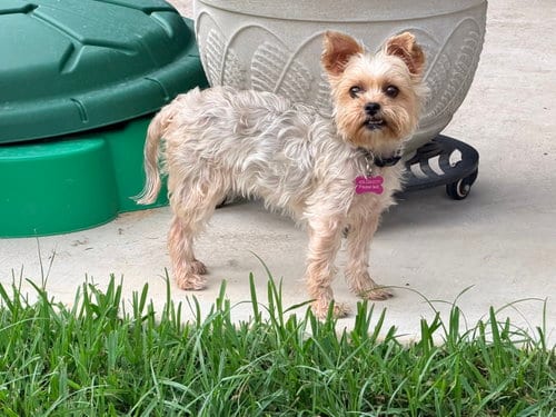 Photo of Fifi, adoptable Yorkshire Terrier Yorkie in Spring, Texas