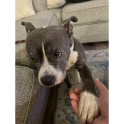 Photo of Lotus, adoptable American Pit Bull Terrier in Baton Rouge, Louisiana