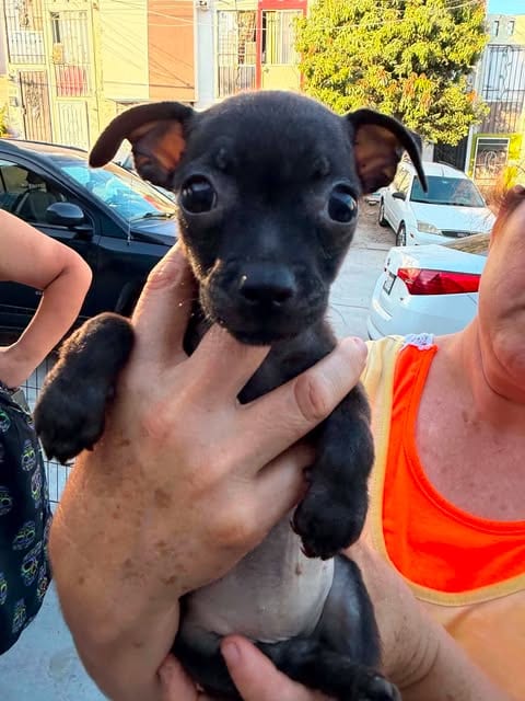 Photo of Skittles N, adoptable Pug in Inglewood, California