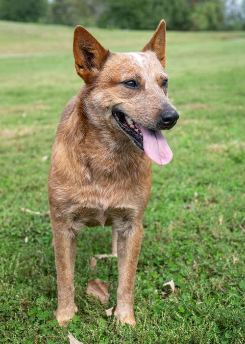 Photo of Reddy Girl, adoptable Red Heeler in Franklin, Tennessee