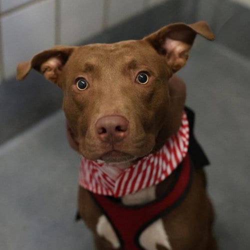 Photo of Lucian, adoptable American Staffordshire Terrier in San Antonio, Texas