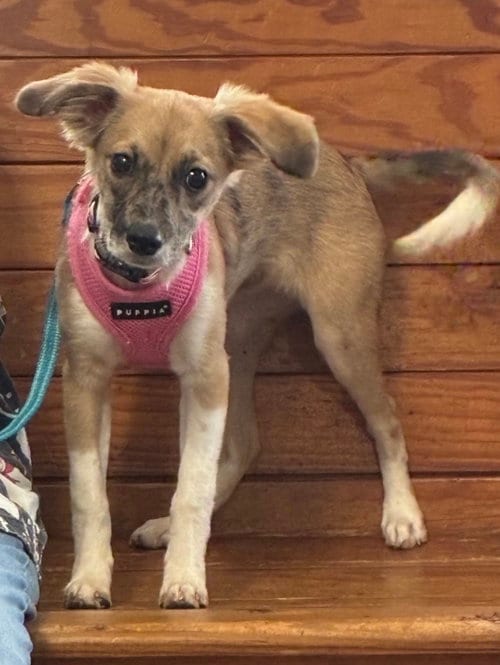 Photo of Pumpkin, adoptable Terrier in Granbury, Texas