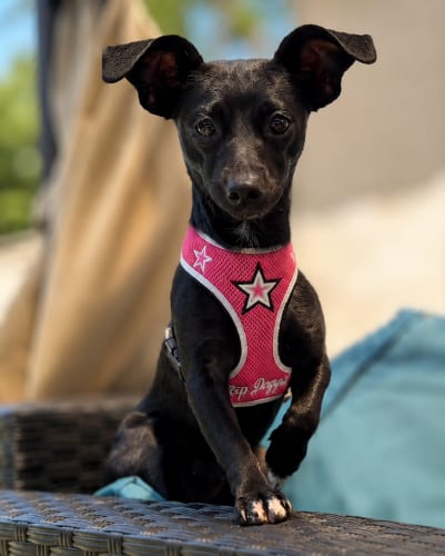 Photo of Maya Rose, adoptable Dachshund in Oakley, California