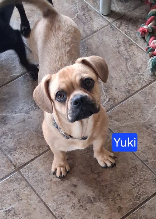 Photo of Yuki, adoptable French Bulldog in San Diego, California