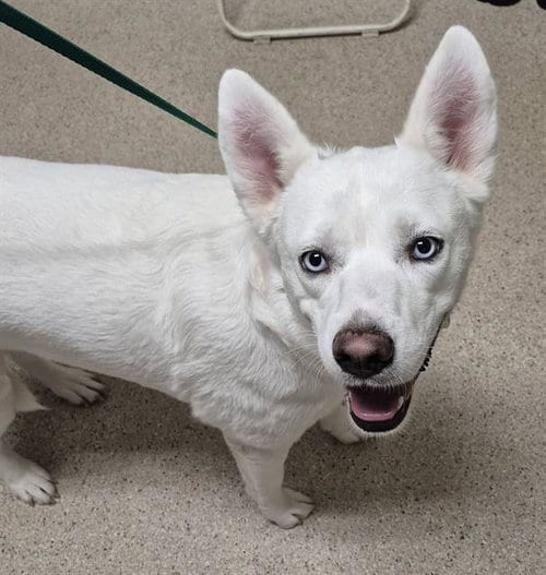 Photo of Arya, adoptable Husky in Bakersfield, California