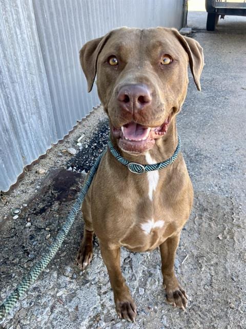 Photo of May, adoptable Labrador Retriever in Albuquerque, New Mexico