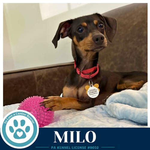 Photo of Milo 082226, adoptable Dachshund in Kimberton, Pennsylvania