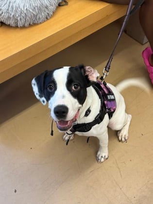 Photo of Yogurt, adoptable dog in Chamblee, Georgia