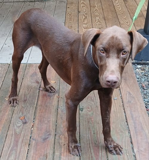 Photo of Hershal, adoptable Doberman Pinscher in Newfoundland, Pennsylvania