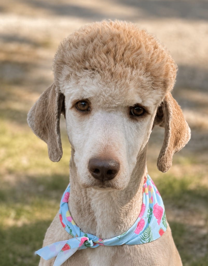 Photo of Hogan, adoptable Poodle in Crossville, Tennessee