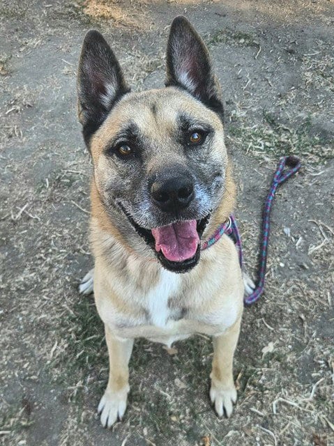 Photo of Duke, adoptable German Shepherd Dog in Sacramento, California
