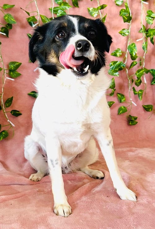 Photo of Marcy, adoptable Border Collie in Elizabethtown, Pennsylvania