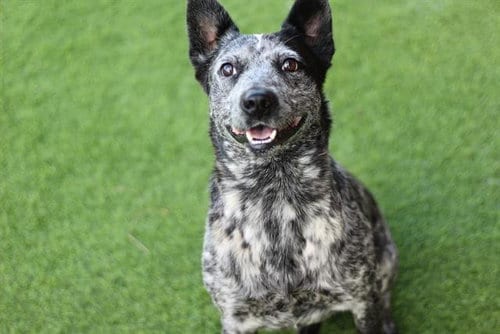 Photo of Hammy, adoptable Australian Cattle Dog/Blue Heeler in Grand Prairie, Texas
