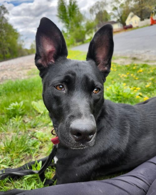 Photo of Kato, adoptable German Shepherd Dog in AUSTIN, Minnesota