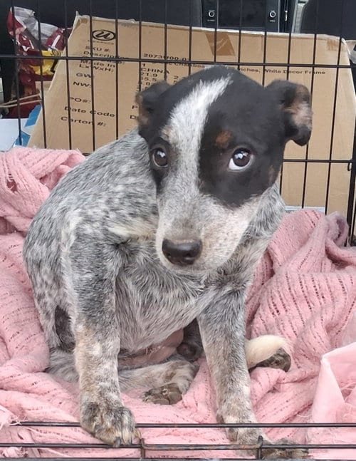 Photo of Meg, adoptable Australian Cattle Dog/Blue Heeler in Stockport, Ohio