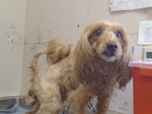 Photo of Remmy, adoptable Poodle (Miniature) in Sacramento, California