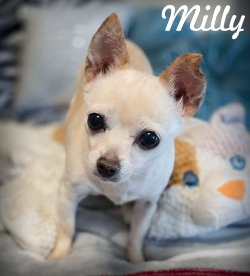 Photo of Milly, adoptable Chihuahua in Chino Hills, California