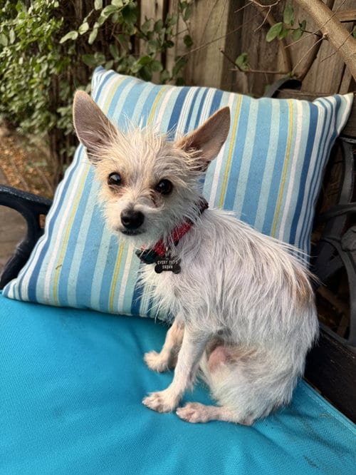 Photo of Nico, adoptable Terrier in Santa Clara, California