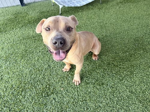 Photo of Ben, adoptable Pit Bull Terrier in Garland, Texas