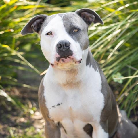 Photo of Mariposa, adoptable Pit Bull Terrier in Camarillo, California